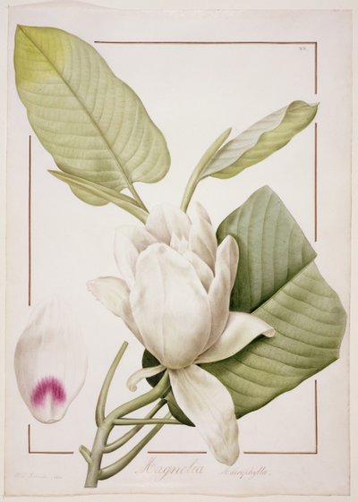 Magnolia macrophylla, 1811 - Pierre Joseph Redouté